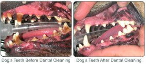 Canine Dental